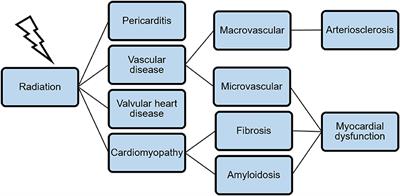 Cardiovascular Damage Associated With Chest Irradiation